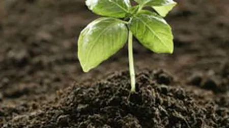 Actiunile Azomures insumeaza luni dimineata o treime din rulajul Bursei