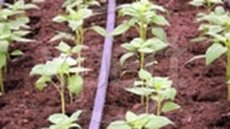 Euro Trading Chemicals a vandut vineri 15% din Amonil, pentru 3,9 mil. euro