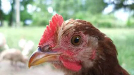 Agroli Group estimeaza afaceri de 74 mil. euro in 2008, in crestere cu 48%