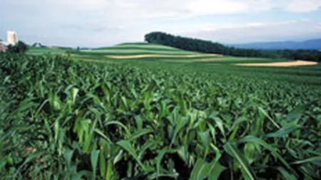 Producatorii de ingrasaminte detroneaza SIF-urile in topul lichiditatii vineri dimineata