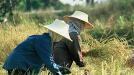 Reuters: Fermierii italieni readuc la viata industria de orez din Romania