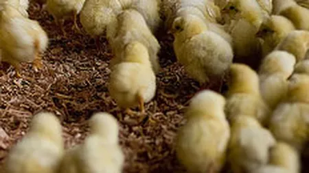 Avicola Buftea: Pierderile au crescut de 3 ori in S1, pana la 490.000 euro