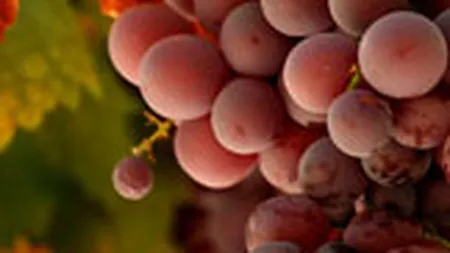 Productia de vin va creste cu 20% in 2008, la 6,3 mil. hectolitri