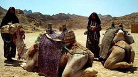 FlyNova si-a diminuat cu circa 50% estimarile de vanzari pe primul an de activitate