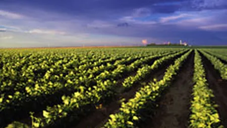 Agricultura este mai interesanta decat specula imobiliara pentru investitorii straini