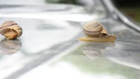 Bursa a stagnat vineri, pe un rulaj in scadere usoara