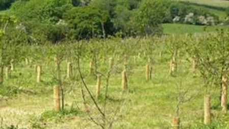 Trustul Realitatea-Catavencu va dona 0,5% din veniturile din publicitate catre Ministerul Mediului