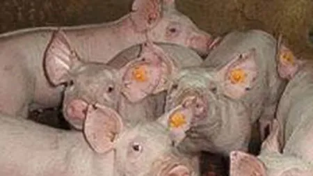 Smithfield Ferme: Investitie de 30 mil. euro in fabrica de nutreturi Vinga