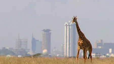 \Efectul Obama\: Numarul turistilor americani in Kenya va creste cu 10-15% in  2009