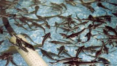 Un producator de caviar de pe Rasdaq vrea sa-si majoreze capitalul social de 39 de ori