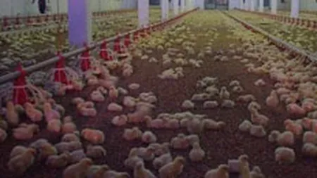 SIF Banat-Crisana vrea sa vanda 34% dintr-o firma din Baia Mare, cu peste 680.000 euro