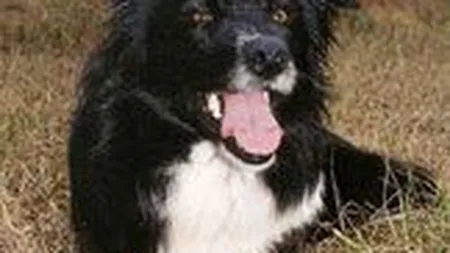 Aeroportul Otopeni plateste 400.000 euro pentru o echipa de caini care gonesc pasarile