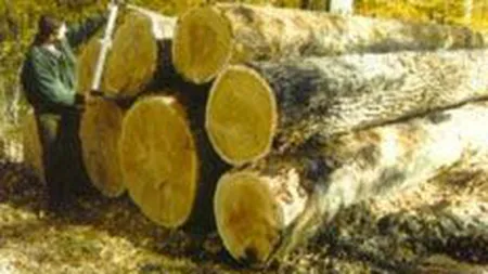 Romsilva va disponibiliza circa 1.000 de persoane in 2009