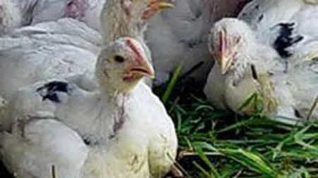 Agroli Grup va deschide 20 de magazine proprii in 2009 cu 1 mil. euro