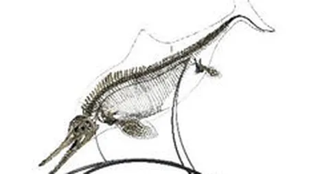 Un schelet de 144 milioane de ani s-a vandut la licitatie cu 181.000 euro