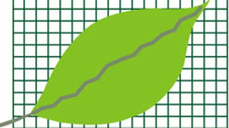 Bursa de la Bucuresti a inchis joi pe verde, SIF-urile au castigat 1,8%