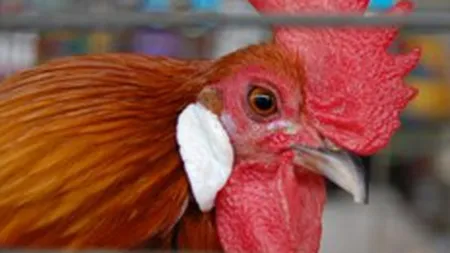 Crescatorii de pasari se adancesc in pierderi: \Piata nu ne permite sa crestem preturile\