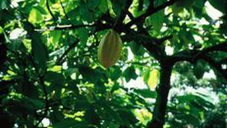 Nu doar aurul se scumpeste: Pretul la cacao a ajuns la maximul ultimilor 20 de ani