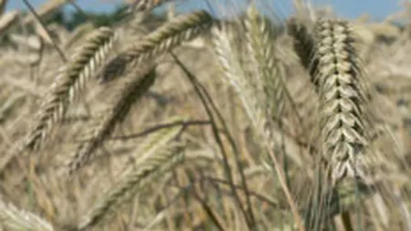 Devalorizarea dolarului ar putea aduce scumpiri la materiile prime alimentare