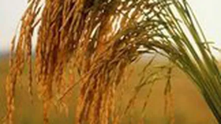 Agrostar: 70% din exploatatiile agricole s-ar putea inchide