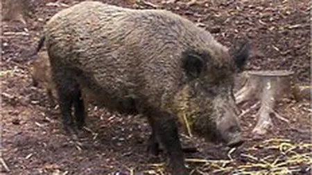 Complexul lui Tiriac de la Balc, declarat zona infestata. 5 mistreti ucisi au fost depistati cu trichineloza