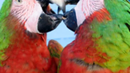 Silviu Prigoana face afaceri cu papagali