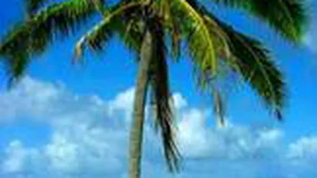 Fostele microintreprinderi - intre faliment, PFA si offshore