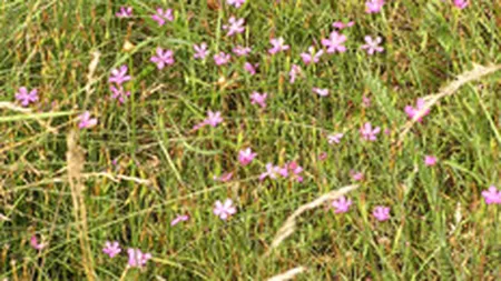 Vladescu vrea penalizarea proprietarilor de terenuri agricole nelucrate