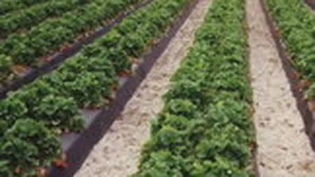 ONU: Subventiile agricole acordate de tarile bogate fermierilor sunt \un scandal enorm\