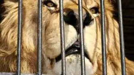 Investitie de 800.000 euro in modernizarea Gradinii Zoologice din Rm. Valcea