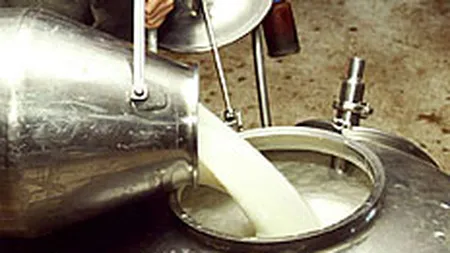 Cantitatea colectata de lapte de vaca a scazut cu 5,3% in ianuarie