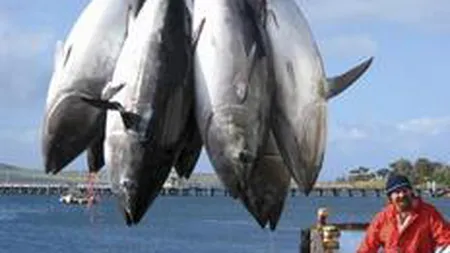 UE a decis sa sustina, alaturi de SUA, interzicerea comertului international cu ton rosu