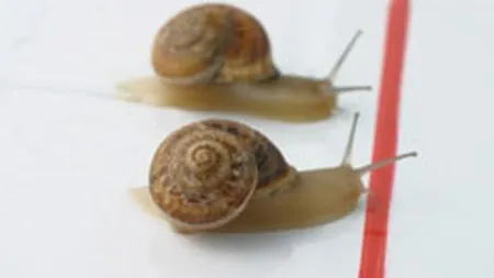 SIF-urile au stagnat joi, pe o Bursa in crestere usoara