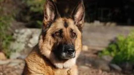 Caine politist scos la licitatie pentru ca e prea bland. Pretul de pornire: 1.700 lei