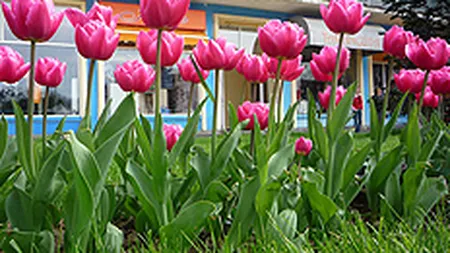 Un oras invadat de flori: Spectacol estetic la Pitesti, in weekend (FOTO-reportaj)