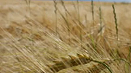 Peste un milion de fermieri au cerut subventii pe suprafata pentru 9 milioane hectare