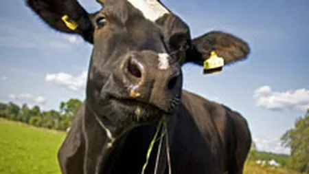 Grupul Agricover lanseaza o divizie dedicata segmentului zootehnic