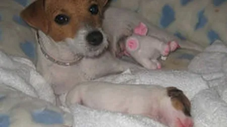 Mariah Carey, data in judecata pentru ca nu a platit o datorie de 30.000 $ la veterinar