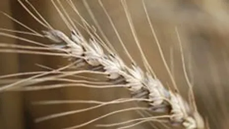 LAPAR: Productia de grau va scadea dezastruos in acest an din cauza ploilor