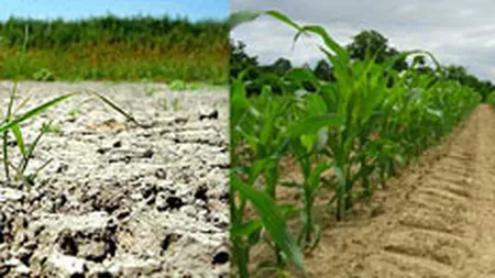 Propuneri-soc pentru cresterea veniturilor bugetare: Taxa pe parloaga sa fie de 100 de ori mai mare, sa impozitam randul de porumb si pensiile mici