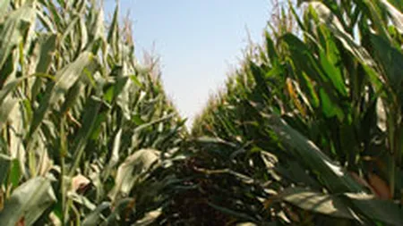 Productia agricola a scazut cu peste 2% in 2009