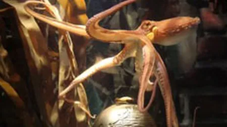 O firma rusa de pariuri ofera 100.000 de dolari pentru a cumpara caracatita Paul