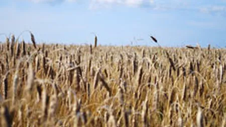 Cotatia graului a atins un nivel record din cauza unui zvon ca Rusia va restrictiona exporturile