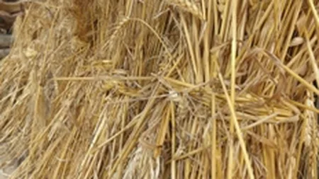 Inundatiile coboara recolta de grau cu 15% sub estimari