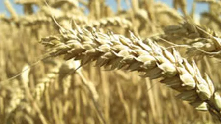 Dumitru: Productia de grau este suficienta pentru a acoperi consumul