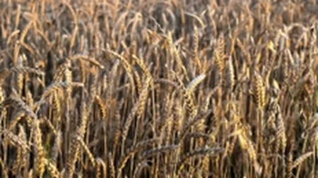 Pretul graului isi continua ascensiunea pe pietele din Europa si SUA