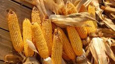 Nemtii de la Aton Transilvania exporta in Occident toata productia de porumb din 2010