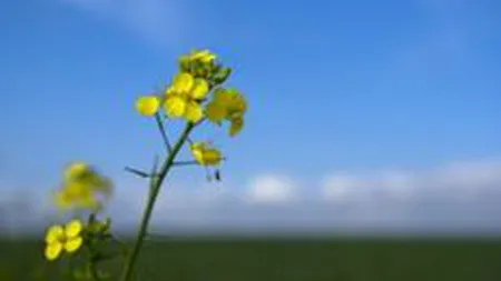 Studiu: Reducerea biodiversitatii si degradarea ecosistemului costa economia mondiala intre 2 si 4,5 trilioane $/an