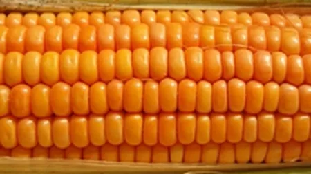 Ministrul Agriculturii: Romania va exporta in acest an grau si porumb de 800 mil. euro