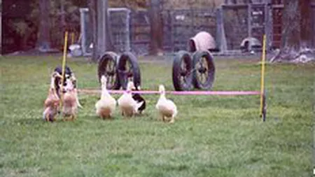 Afaceri de milioane de dolari de care nu ai auzit niciodata